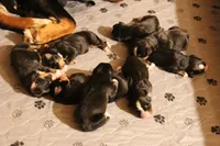 Boone, a male Bernese Mountain Dog for sale in Hulbert, OK – Photo 6 of 7