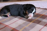 Boone, a male Bernese Mountain Dog for sale in Hulbert, OK – Photo 3 of 7