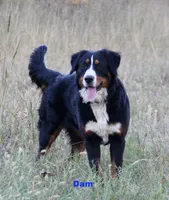 Boone, a male Bernese Mountain Dog for sale in Hulbert, OK – Photo 5 of 7