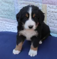 AKC Upcoming Litter, a  Bernese Mountain Dog for sale in Hulbert, OK – 4 of 9