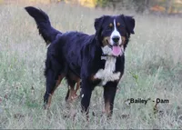 AKC Upcoming Litter, a  Bernese Mountain Dog for sale in Hulbert, OK – 3 of 9