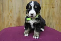 processed/d265f430-8059-4e60-a558-853606f0fcd8/listing/a62b512f-2250-4ef3-8334-2208733c18ed/003b491f-22a9-430a-b8a8-2a45facba66e