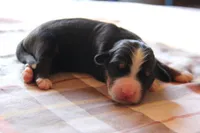 processed/d265f430-8059-4e60-a558-853606f0fcd8/listing/a62b512f-2250-4ef3-8334-2208733c18ed/e1408ca4-1e1e-4133-809e-5987fac846af