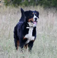  Molly - AKC, a female Bernese Mountain Dog for sale in Hulbert, OK – 3 of 3