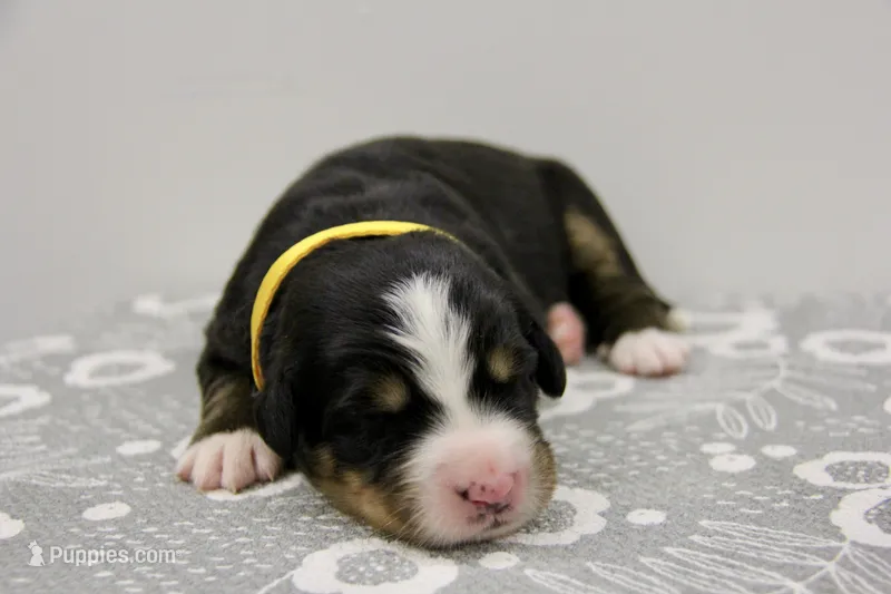 AKC Female 1 – Bernese Mountain Dog puppy for sale in Hulbert, OK