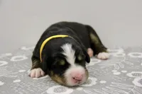  Molly - AKC, a female Bernese Mountain Dog for sale in Hulbert, OK – 1 of 3