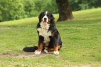AKC Female, a male Bernese Mountain Dog for sale in Hulbert, OK – 3 of 4