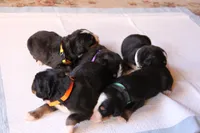 Davey, a male Bernese Mountain Dog for sale in Hulbert, OK – Photo 7 of 7