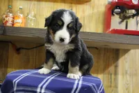 Davey, a male Bernese Mountain Dog for sale in Hulbert, OK – Photo 1 of 7