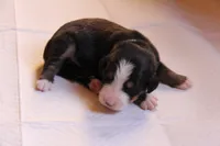 Davey, a male Bernese Mountain Dog for sale in Hulbert, OK – Photo 3 of 7