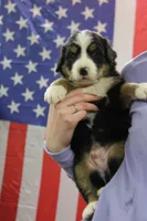 Davey, a male Bernese Mountain Dog for sale in Hulbert, OK – Photo 2 of 7