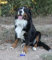 Davey, a male Bernese Mountain Dog for sale in Hulbert, OK – Photo 4 of 7