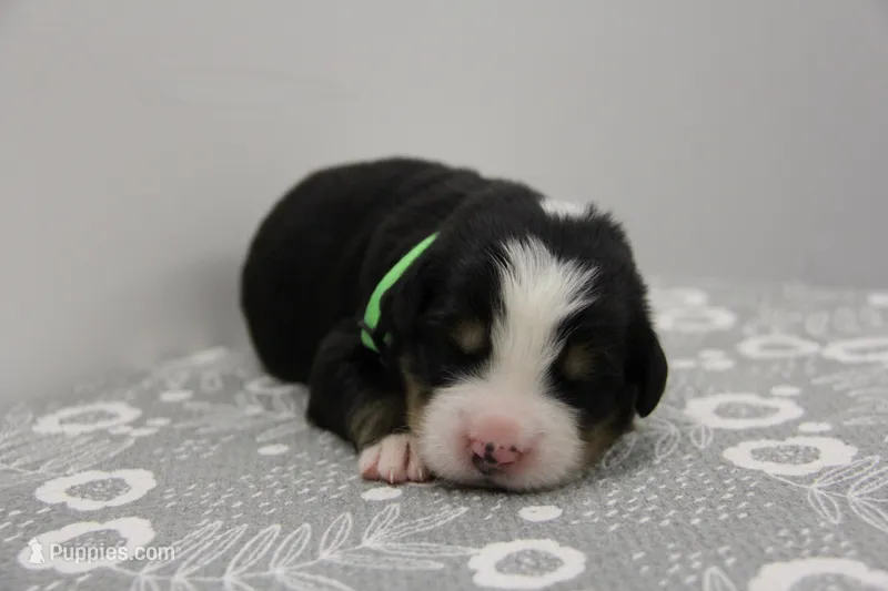 AKC Female 2 – Bernese Mountain Dog puppy for sale in Hulbert, OK