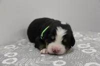 Lexi - AKC, a female Bernese Mountain Dog for sale in Hulbert, OK – 1 of 3