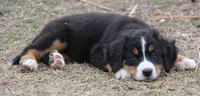 AKC Upcoming Litter, a  Bernese Mountain Dog for sale in Hulbert, OK – 7 of 9