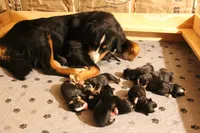 Crocket, a male Bernese Mountain Dog for sale in Hulbert, OK – Photo 6 of 8