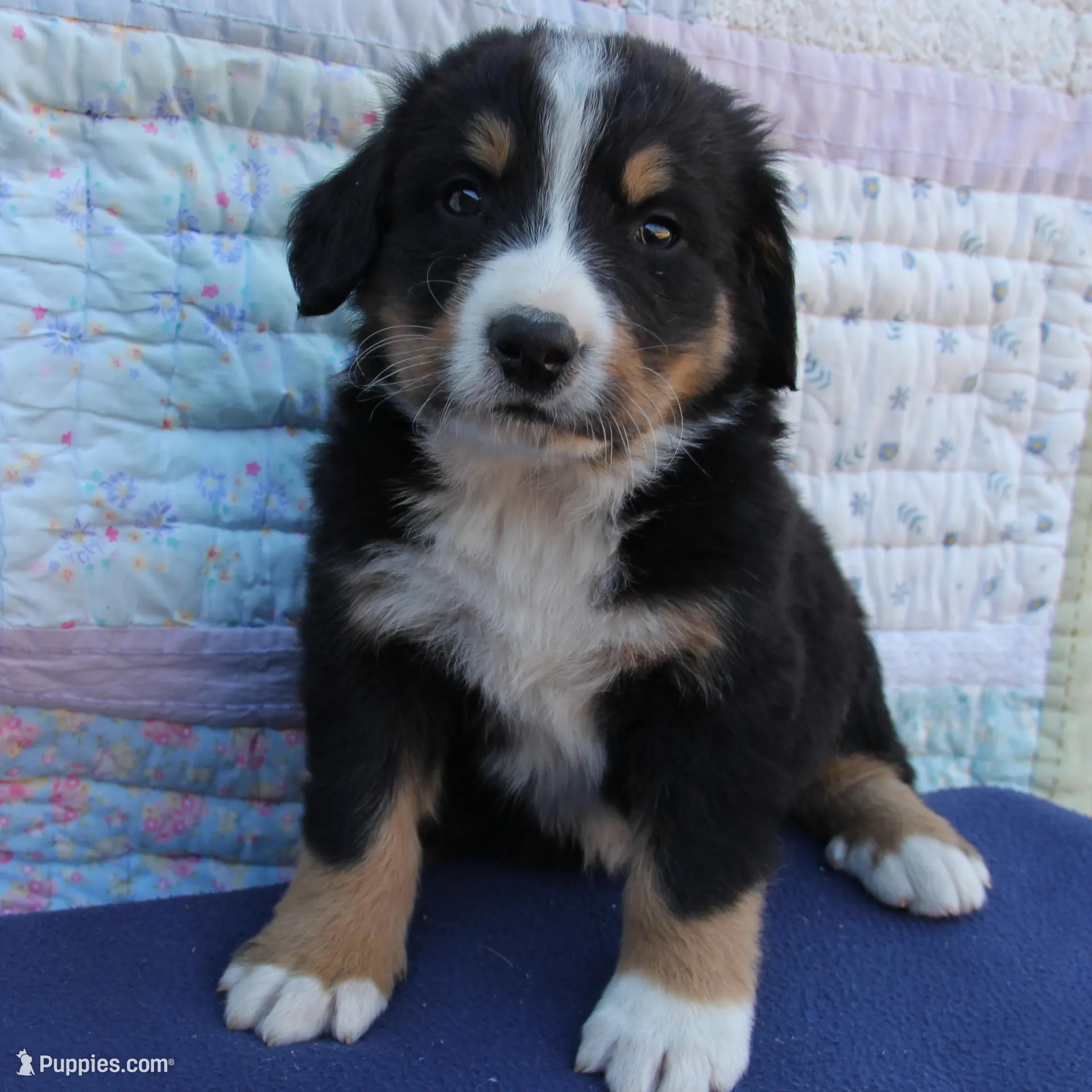 Crocket, a male Bernese Mountain Dog for sale in Hulbert, OK – Photo 8 of 8