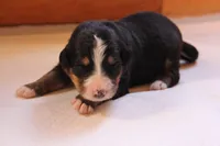 Crocket, a male Bernese Mountain Dog for sale in Hulbert, OK – Photo 7 of 8