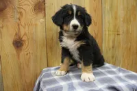 Crocket, a male Bernese Mountain Dog for sale in Hulbert, OK – Photo 1 of 8