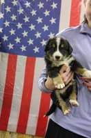 Crocket, a male Bernese Mountain Dog for sale in Hulbert, OK – Photo 2 of 8