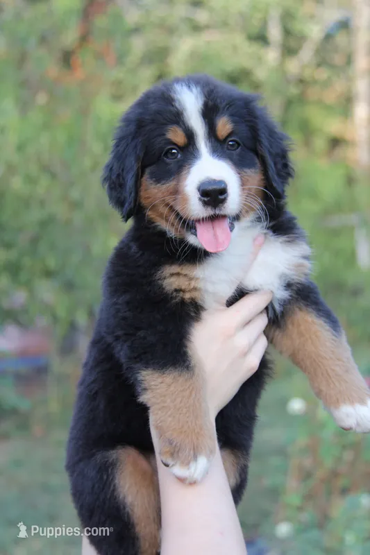 Hattie - AKC – Bernese Mountain Dog puppy for sale in Hulbert, OK