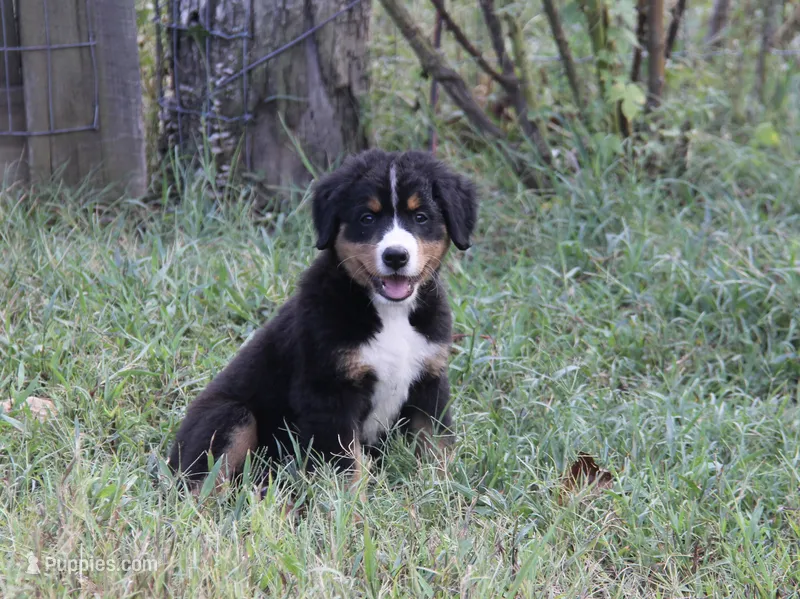 Hattie - AKC – Bernese Mountain Dog puppy for sale in Hulbert, OK