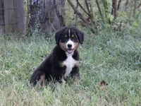 Hattie - AKC, a female Bernese Mountain Dog for sale in Hulbert, OK – 3 of 10