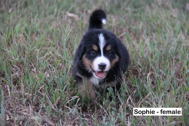 Sophie - AKC – Bernese Mountain Dog puppy for sale in Hulbert, OK