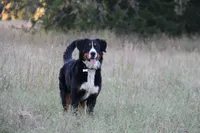 AKC Male, a male Bernese Mountain Dog for sale in Hulbert, OK – 3 of 5
