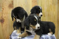 AKC Upcoming Litter, a  Bernese Mountain Dog for sale in Hulbert, OK – 6 of 9