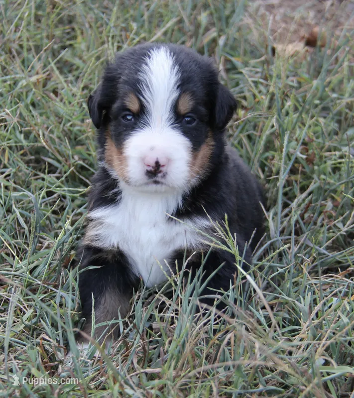 Bentley - AKC – Bernese Mountain Dog puppy for sale in Hulbert, OK