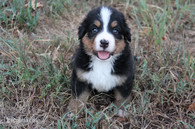 Hattie - AKC – Bernese Mountain Dog puppy for sale in Hulbert, OK