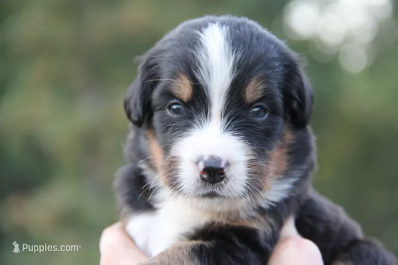 Buddy - AKC – Bernese Mountain Dog puppy for sale in Hulbert, OK