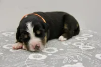 Hattie - AKC, a female Bernese Mountain Dog for sale in Hulbert, OK – 1 of 3