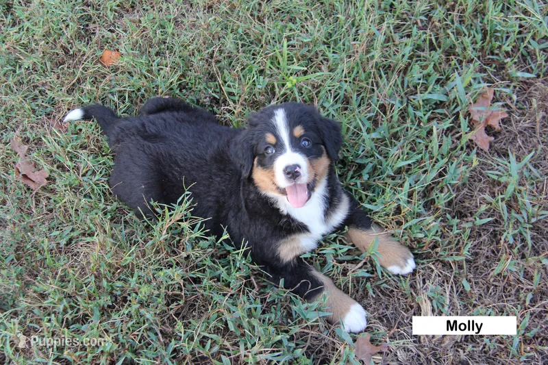  Molly - AKC – Bernese Mountain Dog puppy for sale in Hulbert, OK