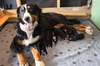 AKC Male 2, a male Bernese Mountain Dog for sale in Hulbert, OK – 4 of 4