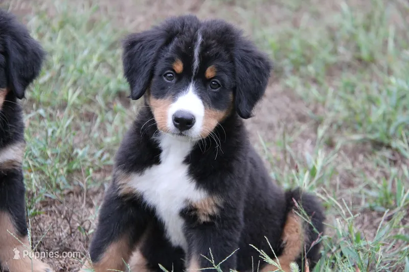 Hattie - AKC – Bernese Mountain Dog puppy for sale in Hulbert, OK