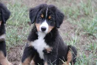 Hattie - AKC, a female Bernese Mountain Dog for sale in Hulbert, OK – 1 of 10
