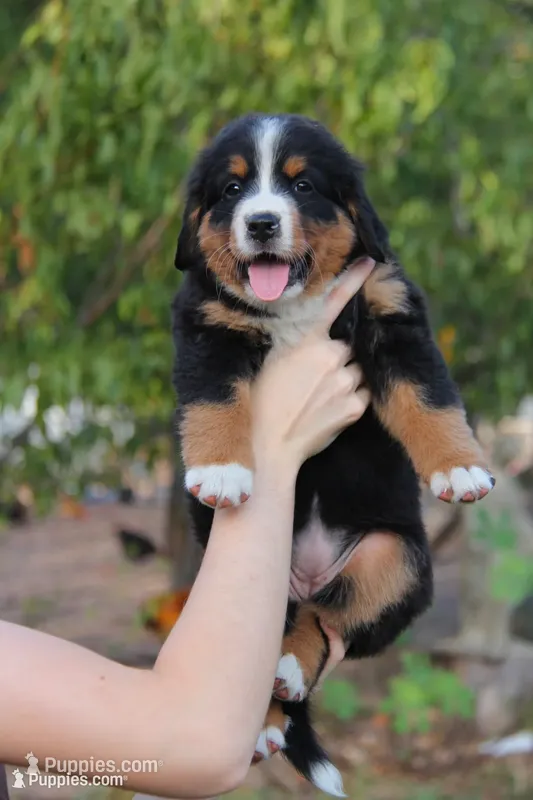 Dixie - AKC  – Bernese Mountain Dog puppy for sale in Hulbert, OK
