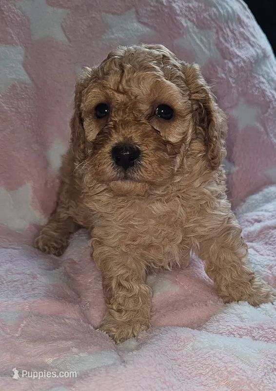Amy – Poodle - Miniature  puppy for sale in Flat Rock, MI