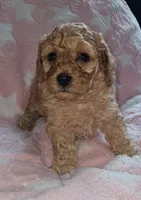 Amy, a female Poodle - Miniature  for sale in Flat Rock, MI – 1 of 4