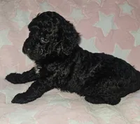 Daisy, a female Poodle - Miniature  for sale in Flat Rock, MI – 2 of 4