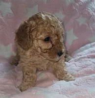 Amy, a female Poodle - Miniature  for sale in Flat Rock, MI – 4 of 4