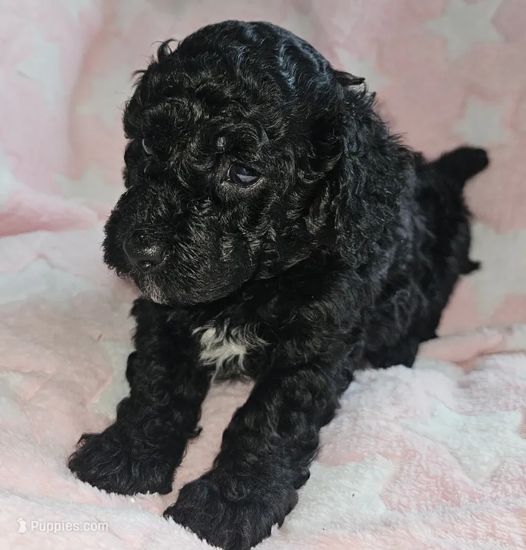 Daisy – Poodle - Miniature  puppy for sale in Flat Rock, MI