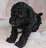 Daisy, a female Poodle - Miniature  for sale in Flat Rock, MI – 1 of 4