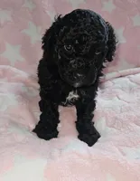 Daisy, a female Poodle - Miniature  for sale in Flat Rock, MI – 3 of 4