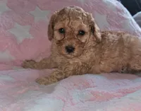 Amy, a female Poodle - Miniature  for sale in Flat Rock, MI – 3 of 4