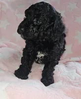 Daisy, a female Poodle - Miniature  for sale in Flat Rock, MI – 4 of 4
