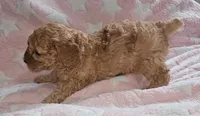 Amy, a female Poodle - Miniature  for sale in Flat Rock, MI – 2 of 4