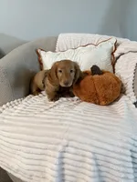 Woody, a male Miniature Dachshund for sale in Fresno, CA – 2 of 4